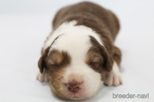 成約済の神奈川県のボーダーコリー-319174の4枚目